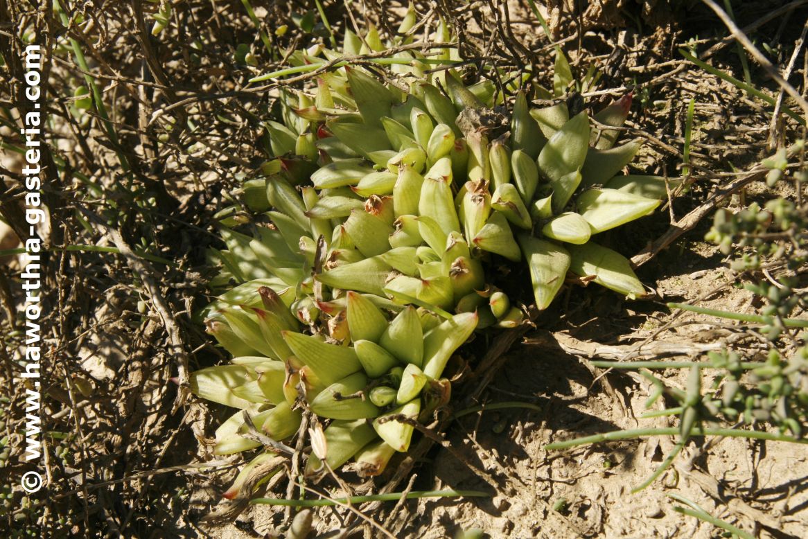 All you wanted to know about Haworthias, Gasterias and Astrolobas