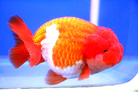 Sejarah Ikan Hias Maskoki Goldfish History Dan Perkebangannya