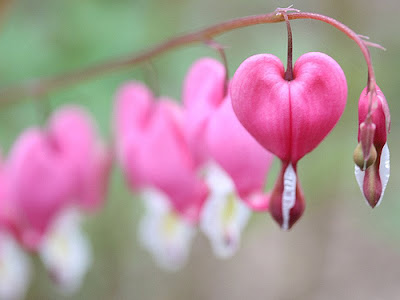 Spring is time for love - Beautiful pictures and one poem ~ Love-sepphoras