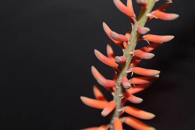 An image detail of RED Aloe vera
