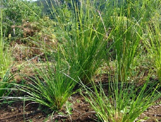 Tumbuhan akar wangi merupakan salah satu tanaman jenis rumput yang berasal dari India Akar Wangi Pengusir Nyamuk