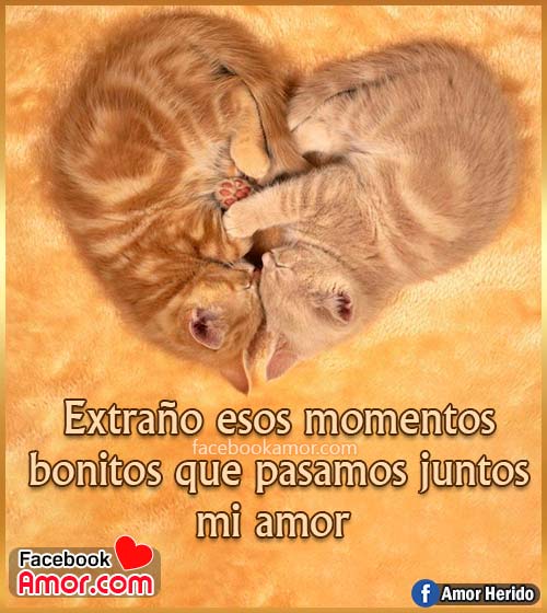 imágenes bonitas de gatos imágenes bonitas de gatos