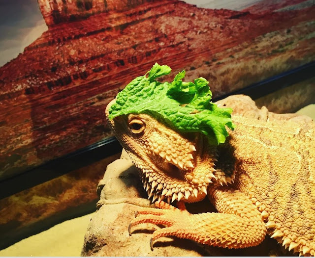 bearded dragon