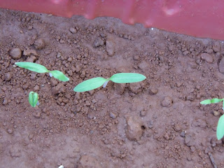 sprouted tomato seeds 