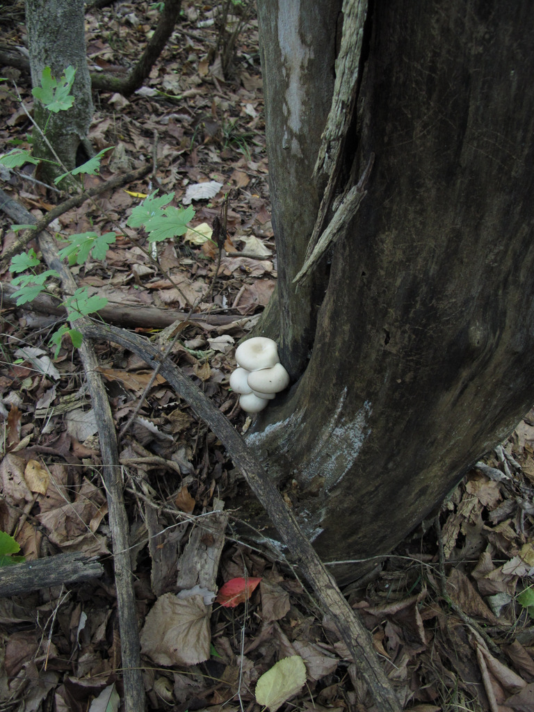 Mycologista Backlog assortment Missouri fall finds.