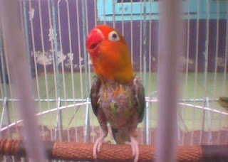 gambar lovebird mabung gambar lovebird mabung, gambar lovebird, lovebird mabung