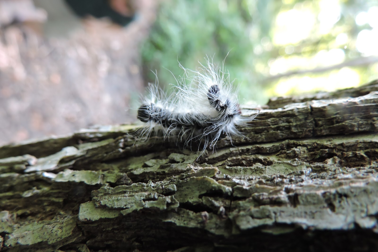 Capital Naturalist by Alonso Abugattas Walnut Caterpillar