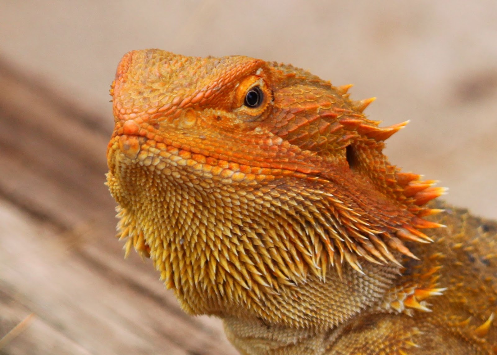 a Bearded Dragon in the front yard this morning and then watched as he pati...