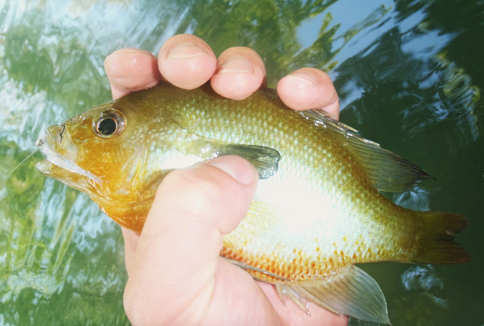 Fishing In Real Life Home Waters