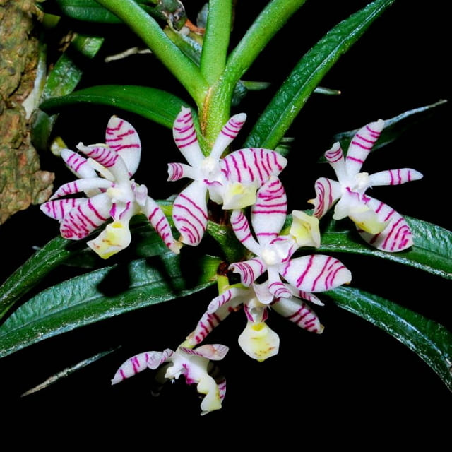 Anggrek Trichoglotis Pussila