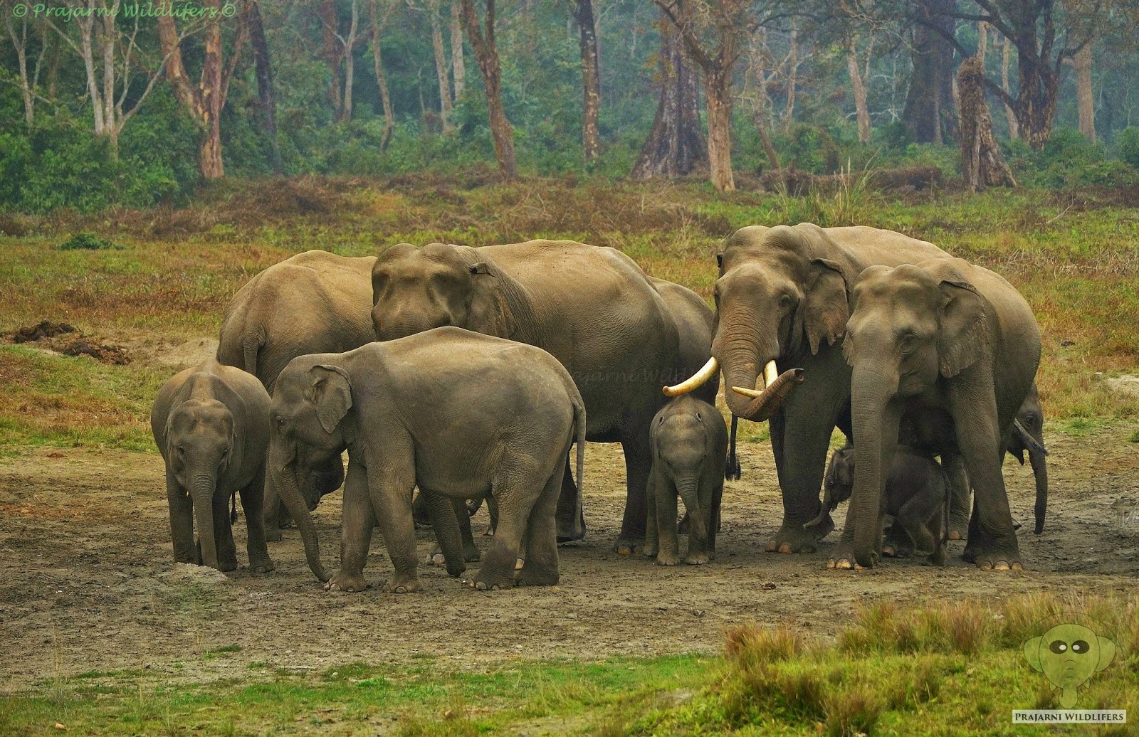 In The Elephant country 2015