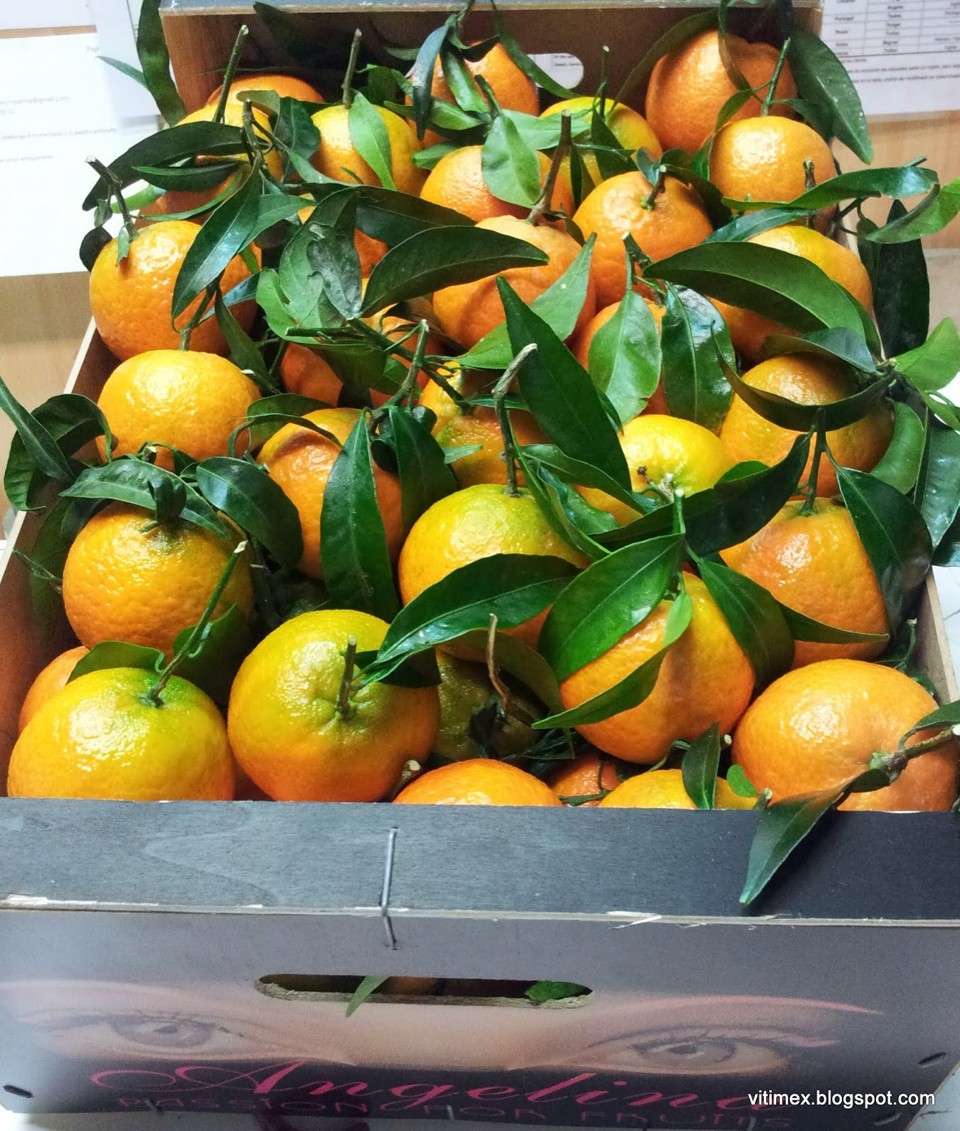 Foto Blog der Firma VitImEx GmbH SP Clementinen/ Sp Clementines