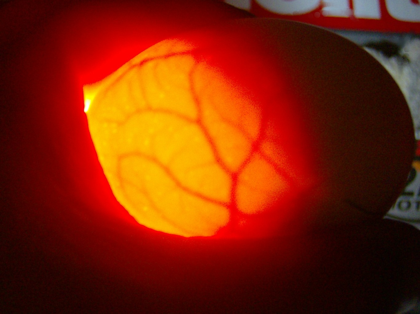 All about raising chickens! ** How I candle eggs and you can too