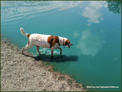 Dog Park Pond Reflections