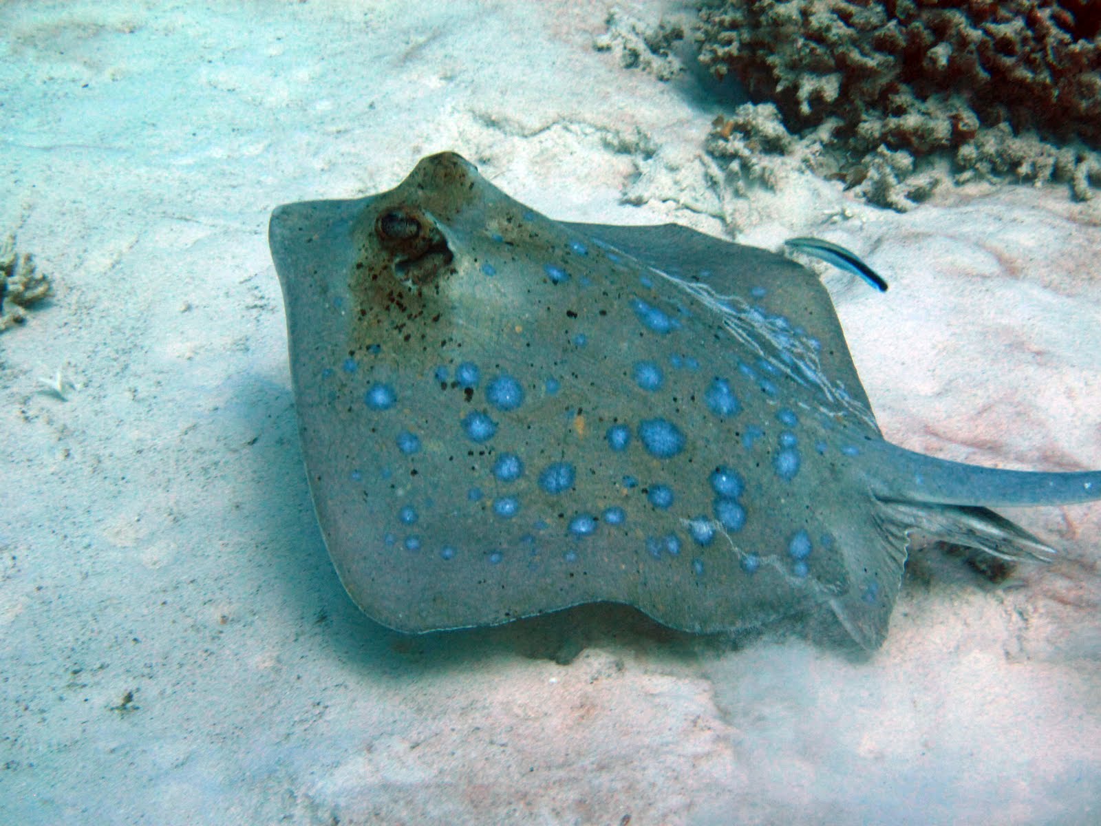 Tassie Twosome Ningaloo Reef Diving and Manta Rays