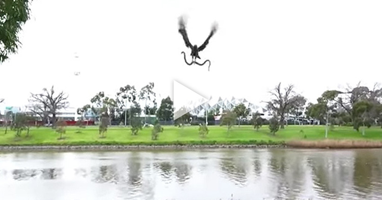Terrifying moment when Hawk drops huge Snake on a Family in Australia