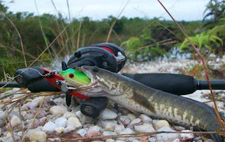 Mancing Gabus Di Rawa Trick Serta Caranya Mancing Gabus Di Rawa Trick Serta Caranya
