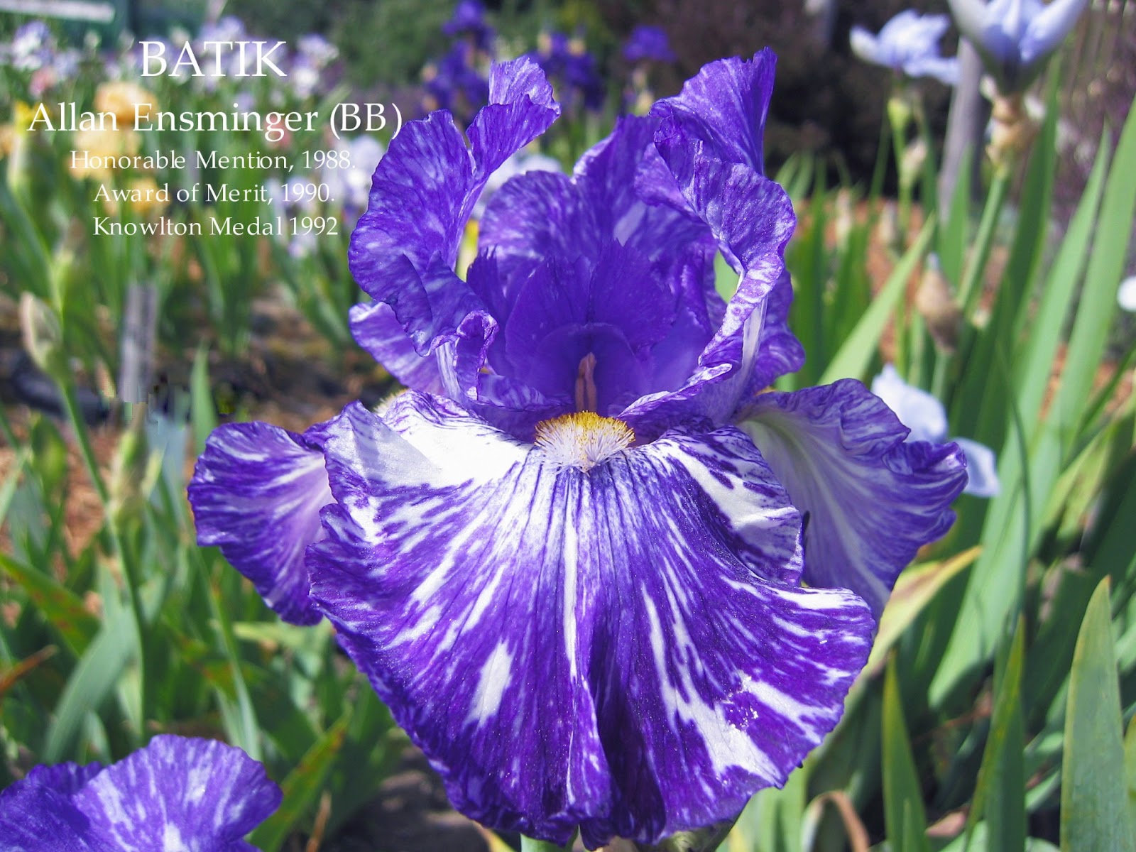 Border Bearded Iris BATIK HERITAGE IRISES