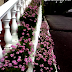 Hotel Selesa di Cameron Highland