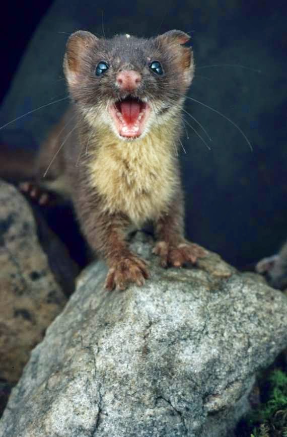 Pulitissima LA FAINA