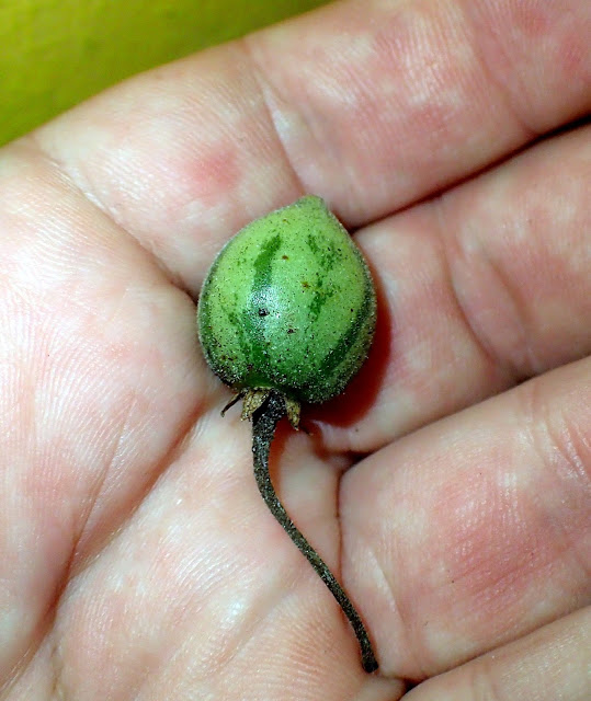 Cyphomandra corymbiflora