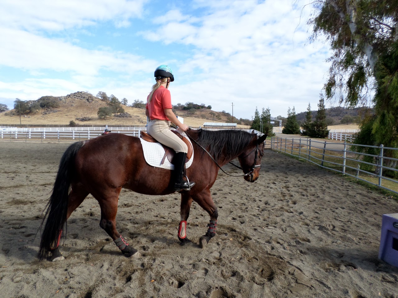 The Aspiring Equestrian Trotting Pictures