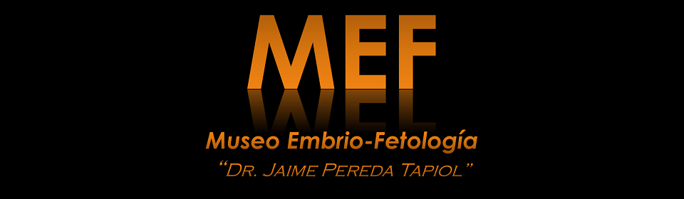 Museo de Embrio-Fetología "Dr. Jaime Pereda Tapiol"