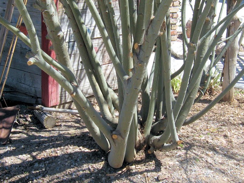 Pink French Pussy Willow Tree