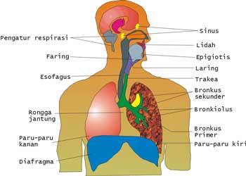 Sistem Respirasi Manusia Alat Pernafasan Dan Fungsinya 