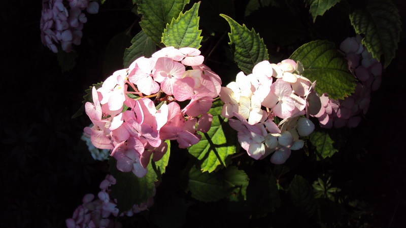 Le Blog Du Jardinier Du Prieure D Orsan Hortense D Ete