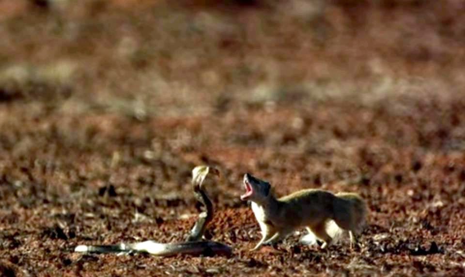 La Hormiga y la Cigarra Vídeo El legendario duelo entre la cobra y la
