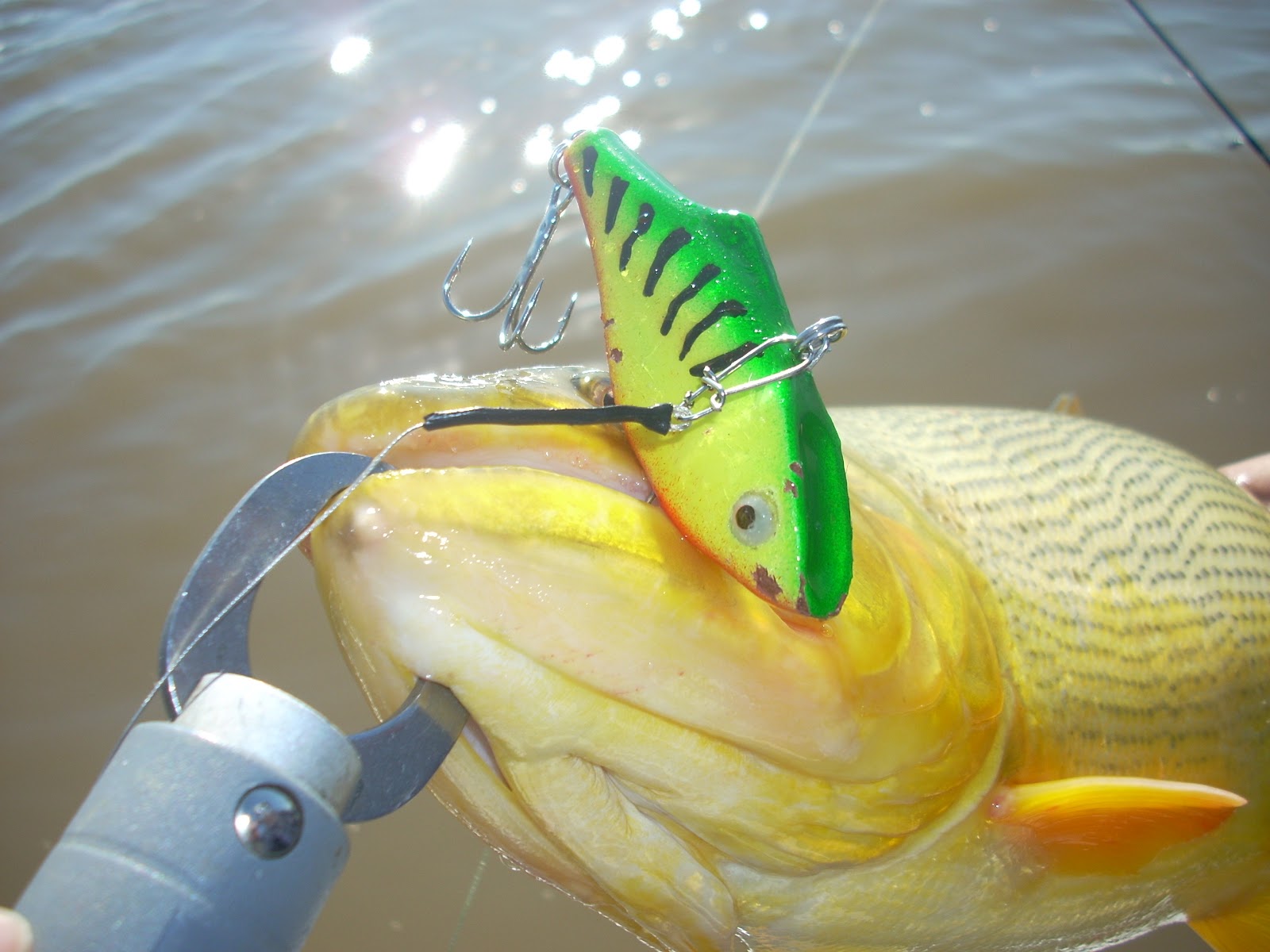 Hard To Find Rapala Rattlin Fat Rap RFR-5 SB Silver Blue (Scaled) Ireland Made - Foto 11