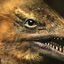 De arrepiar: Cientistas criam ''acidentalmente'' embriões de frango com faces de dinossauro!