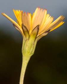 Flower of Lesser Hawkbit, Leontodon saxatilis.  Ashdown Forest, 17 August 2012.