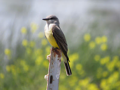 Gray Lodge Wildlife Area California birding hotspot