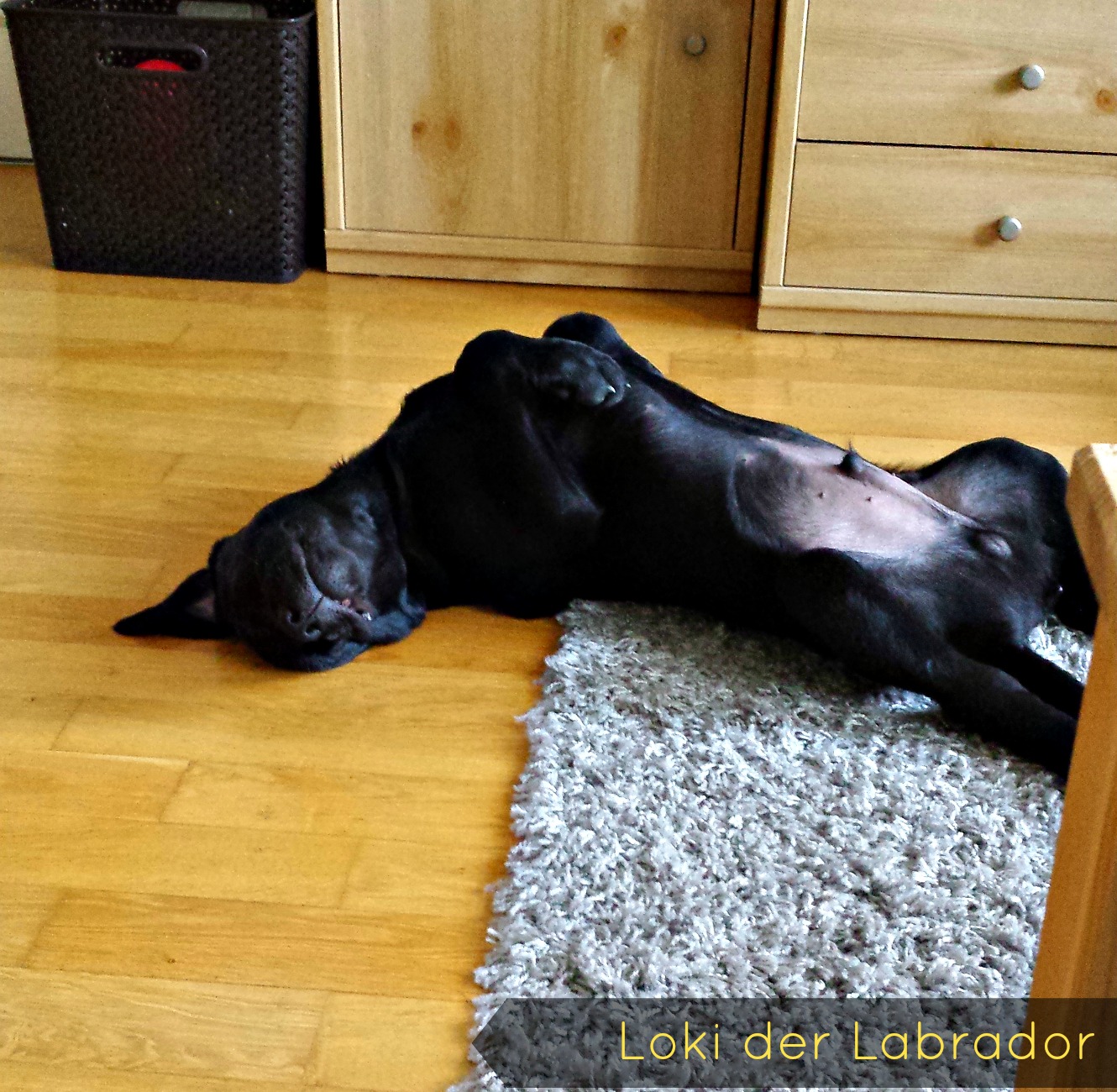 Hund im Bett Hund Loki schlafend auf dem Rücken