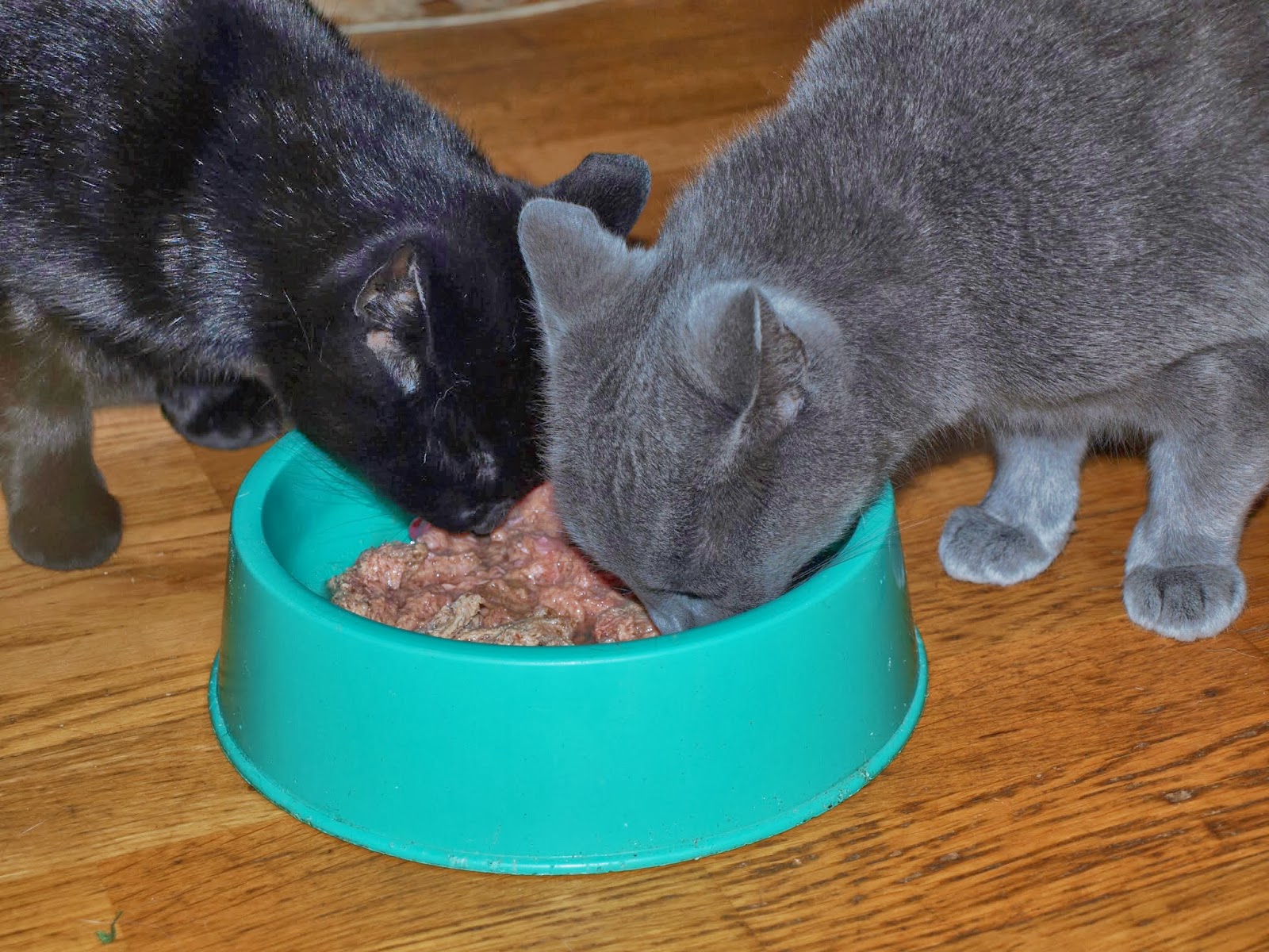 katerina-s-journal-switching-our-kitties-to-natural-diet-natural
