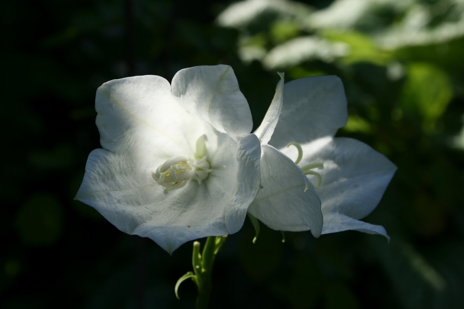 Storklocka Campanula persicifolia 'Alba'