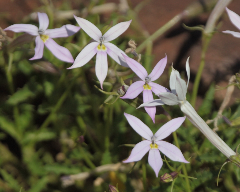 Tony's Photo Blog Whyalla Conservation Park