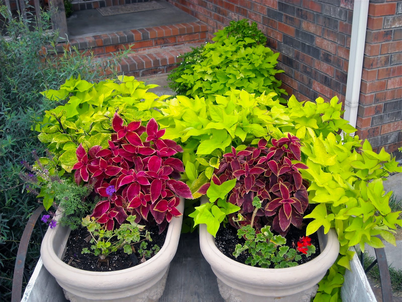 A Kansas Prairie Garden Sweet potato vine!