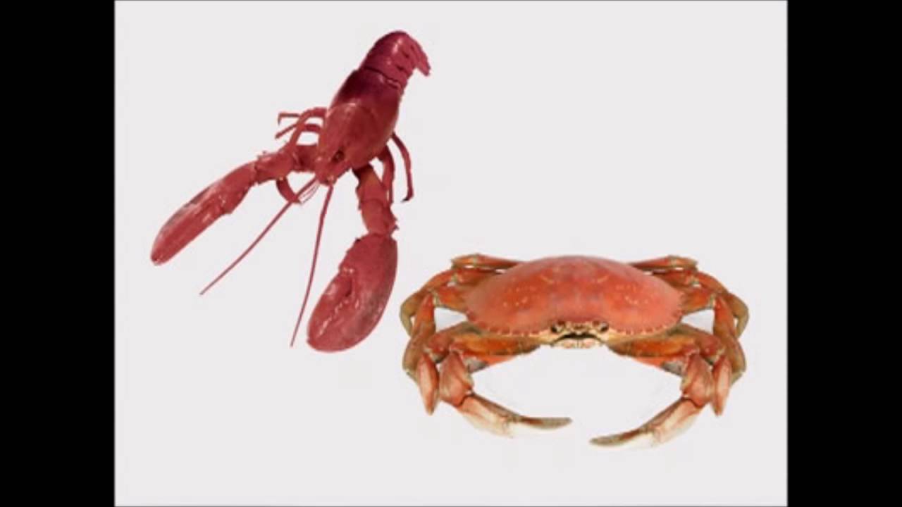 Crab vs Lobster Frozen Mud Crab Supplier, Crab Meat Seller, Crab Canning Supplier, Jumbo Crab