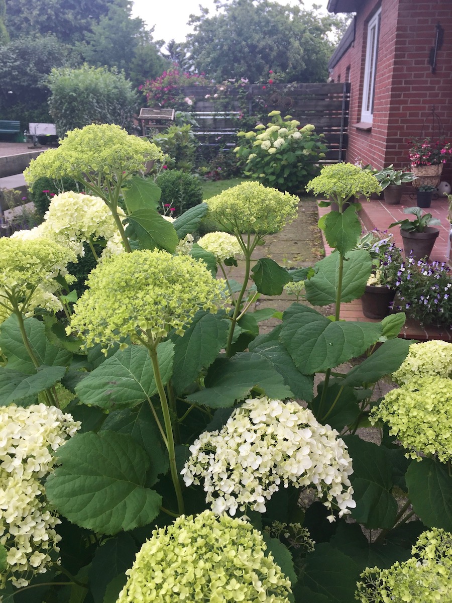 Der Garten im Juli Sunnys Haus