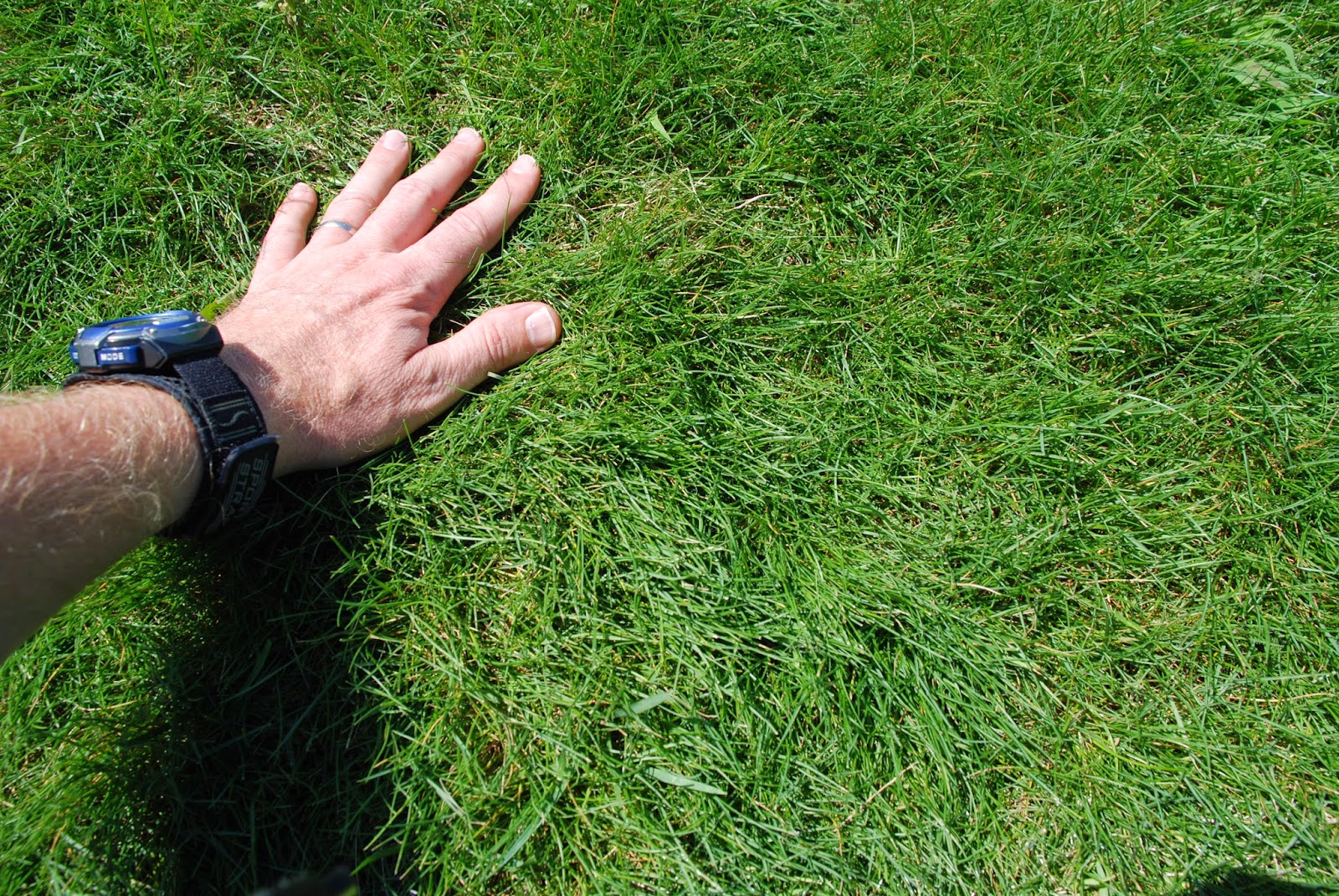Purdue Turf Tips Fescue. You mean there’s more than one kind?