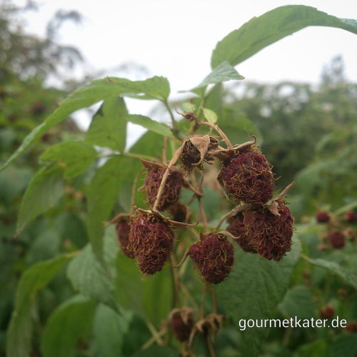 Dürre bei Himbeeren