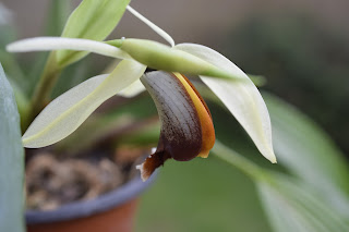 , Coelogyne Lime Bay, diarid'orchidee