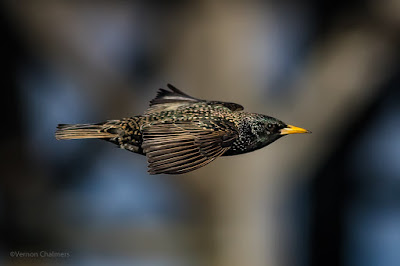 Birds in Flight Photography Workshop Cape Town - February 2017