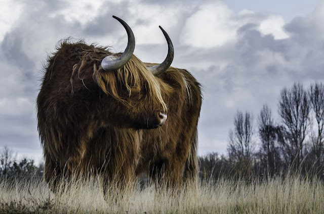 Brown Buffalo on the Grassland In Outdoors Countryside Area Under The Sky Brown Buffalo on the Grassland In Outdoors Countryside Area Under The Sky