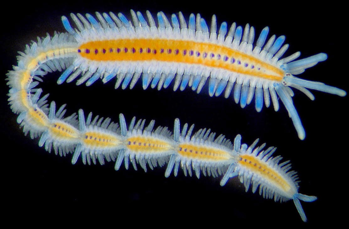 The Featured Creatures The Marine Worms