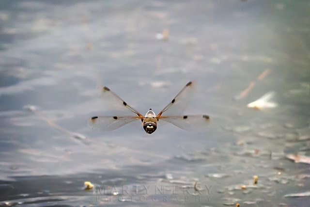 Wings outstretched on a dragonfly hovering over water at Ouse Fen Nature Reserve