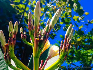 Fresh Frangipani Flower Buds In The Warmth Of The Morning Sunlight